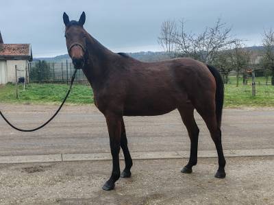 Yegua silla francés en venta 2022 bayo por chacgrano – deu