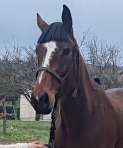 Yegua silla francés en venta 2022 bayo por roman saddle- ps