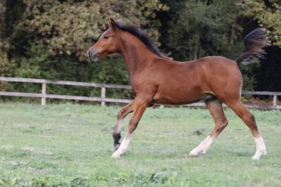 Pouliche pfs - origines dressage (cce)