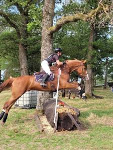 Super hongre à la recherche d’une famille 5⭐️