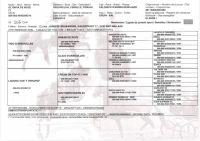 Jument bwp cheval de sang belge a vendre 2014 bai