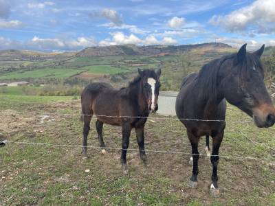 Pouliniere connemara  7 ans  pp