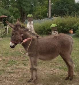 &Acirc;nesse de 3 ans