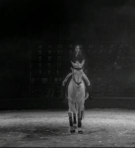 Cheval pie crème à vendre