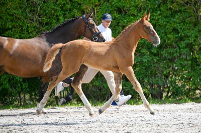 Pouliche zangersheide 