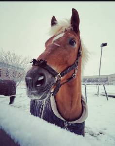 Cheval à placer pour retraite et ballade