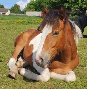 Poulain onc type paint horse