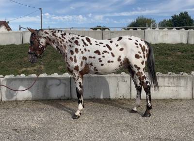 Gelding aes anglo european studbook for sale 2022 appaloosa