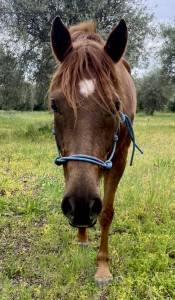 Purosangue arabo 2019