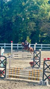 Pony classe B altamente competitivo per salto ostacoli