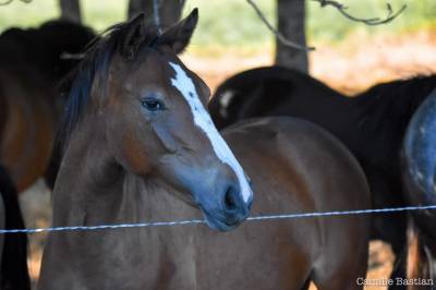 Merrie franse rijpony pfs te koop 2019 donker bruin / bai ,  vertigo de châtelain