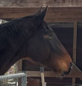 Grand jeune hongre (2022), brave et calme