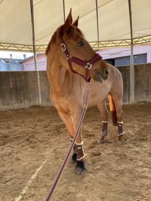 Cavalla italiana da salto