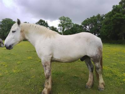 Castrone percheron in vendita 2021 grigio ,  drageur du caroi