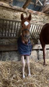 Puledra origine non conosciuta  in vendita 2024 sauro brulé ,  idaho de châtelain