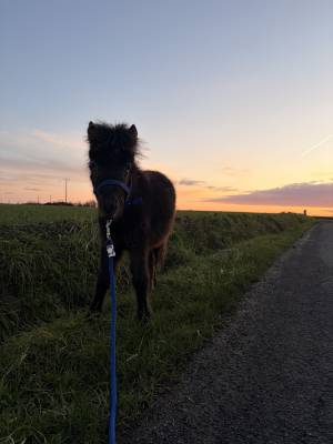 étalon poulain shetland 