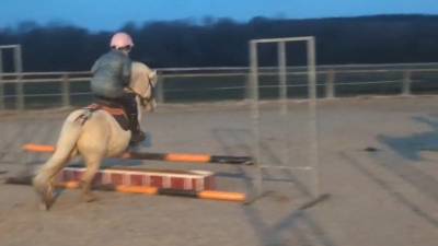 Top hongre shetland pp de 4 ans