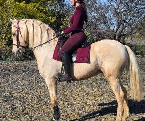 Caballo entero pre pura raza española en venta 2016 otra capa