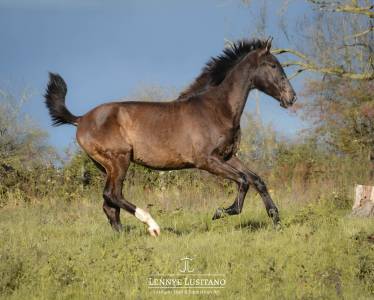 Gelding lusitano for sale 2024 black