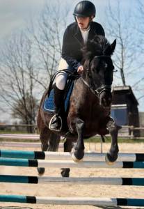 Mare No Origin Recorded For sale 2015 Black