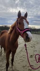 Male sf par candy de nantuel 