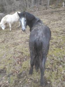 Entire Connemara For sale 2025 Black