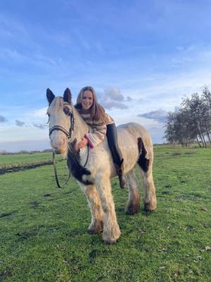 Tinker en shetlander te koop