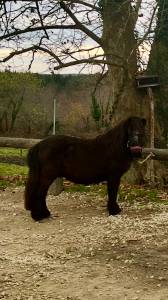 Mignon d’alix super shetland onc hongre 4 ans