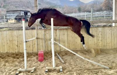 Gelding selle français for sale 2021 bay