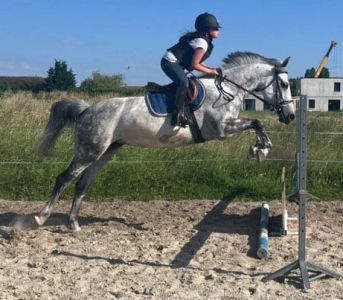 Mare Origin Recorded For sale 2015 Grey