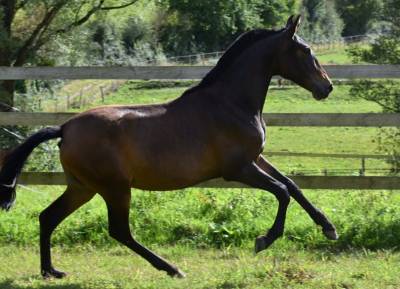 Ohara du puits carré pouliche pre