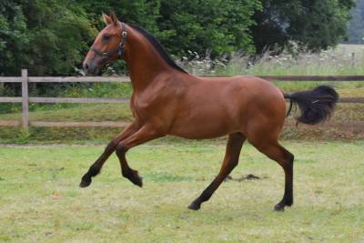 Gelding pre pure spanish bred for sale 2024 bay