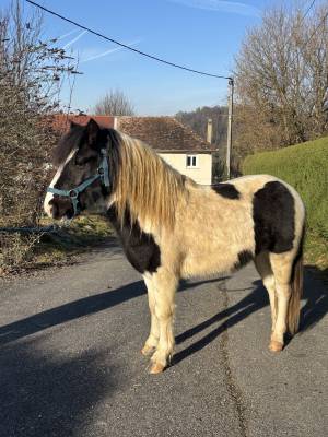 Entire Pottok  For sale 2023 Coloured