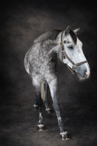 Caballo de salto 6 años