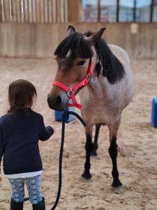 Ponette welsh part bred  - 1.25