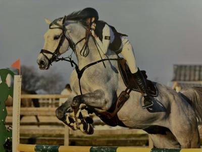 Vendre cheval christophorus z