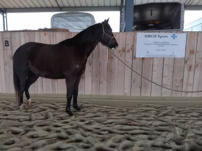 Mare Welsh Pony (Section D), Welsh Cob For sale 2022 Black