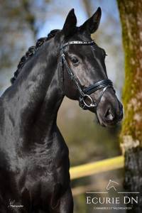 Mare hanoverian for sale 2021 black