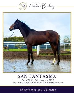 J. gagnante pr courses ou élevage / fille & soeur de bt