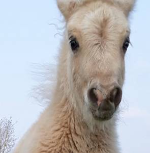 Etalon Shetland livre A