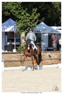 Gelding BWP Belgian Warmblood For sale 2013 Chesnut