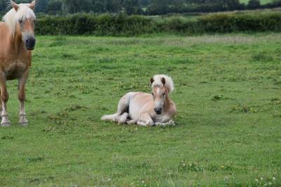 Puledra haflinger in vendita 2024 sauro ,  stallone de la pépinette
