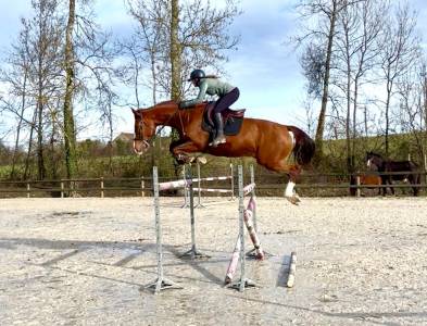 Gelding KWPN Dutch Warmblood For sale 2020 Chesnut