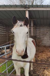 Puledro origine non constatata in vendita 2024 pezzato