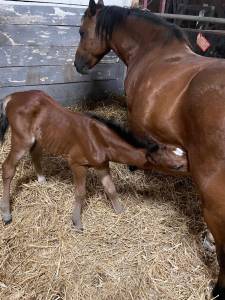 Filly Welsh Part Bred For sale 2025 Bay