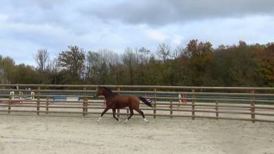 Cavalla cavallo da sella lussemburghese in vendita 2020 baio