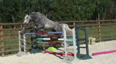 Castrone sella francese in vendita 2021 grigio ,  grey sky d'ivraie