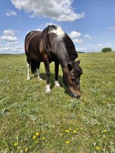 Gelding No Origin Recorded Part-Livery 2012 Coloured