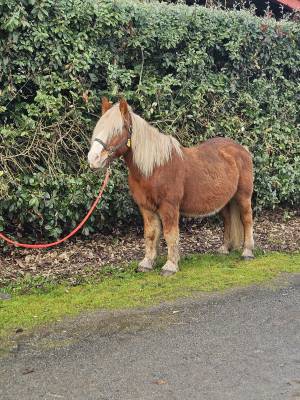 Gelding No Origin Recorded For sale 2012 Buckskin
