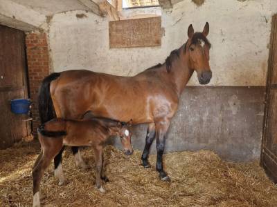 Fattrice italiana 2015 ottima genealogia – montabile 